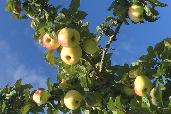 Regionaltype Sorten auf den Streuobstwiesen � Barth's H�sli